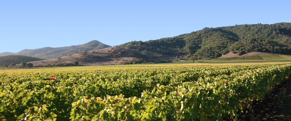 Dominus Estate, Napanook Vineyard