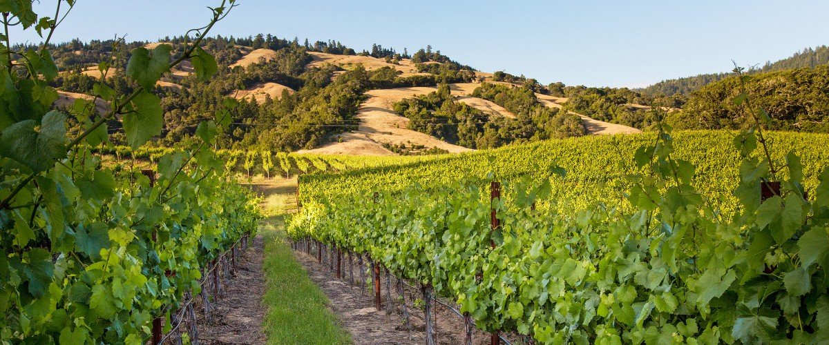 Scharffenberger Cellars vineyards