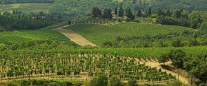Querciabella vineyards
