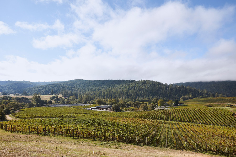 Domaine Anderson vineyards