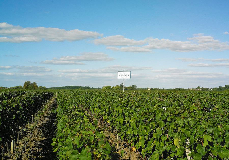 Château Hosanna vineyards