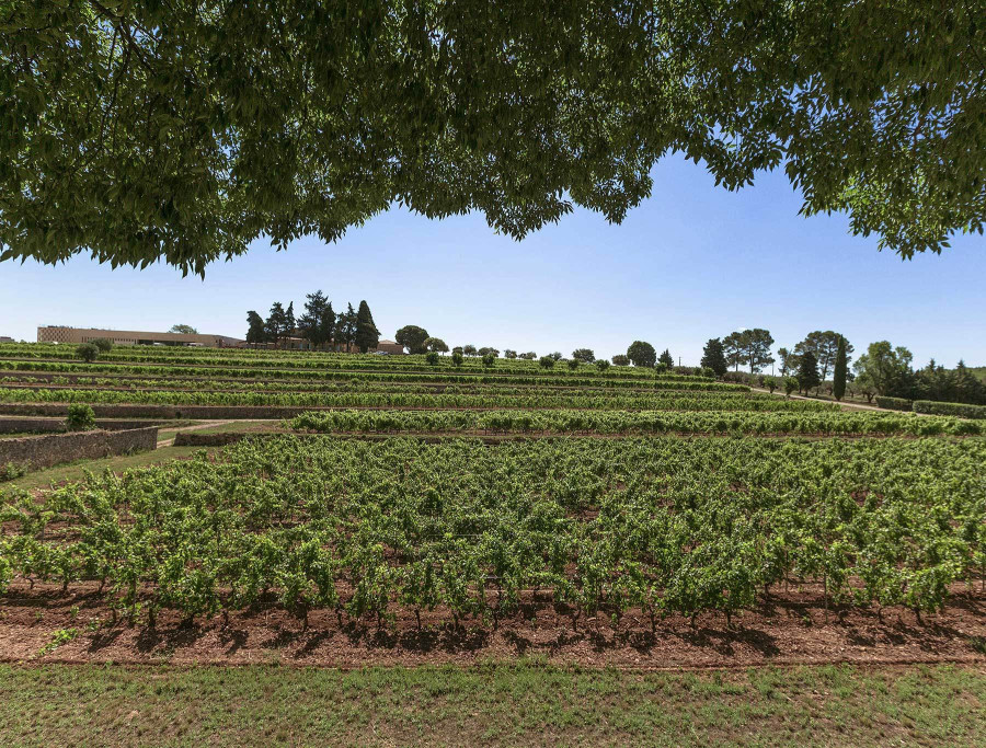 Domaines Ott Château de Selle vineyard