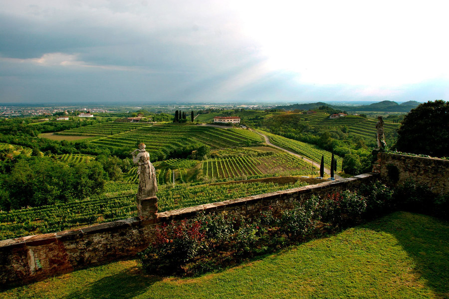 Abbazia di Rosazzo vineyards