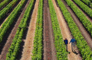 Dominus Estate vineyard rows