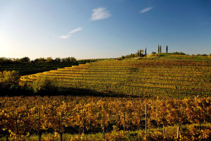 Rosazzo vineyards