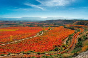 Marqués de Murrieta Ygay Estate covers 741 acres in Rioja Alta
