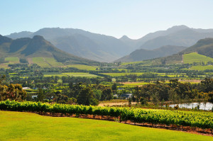 Meerlust estate vineyards