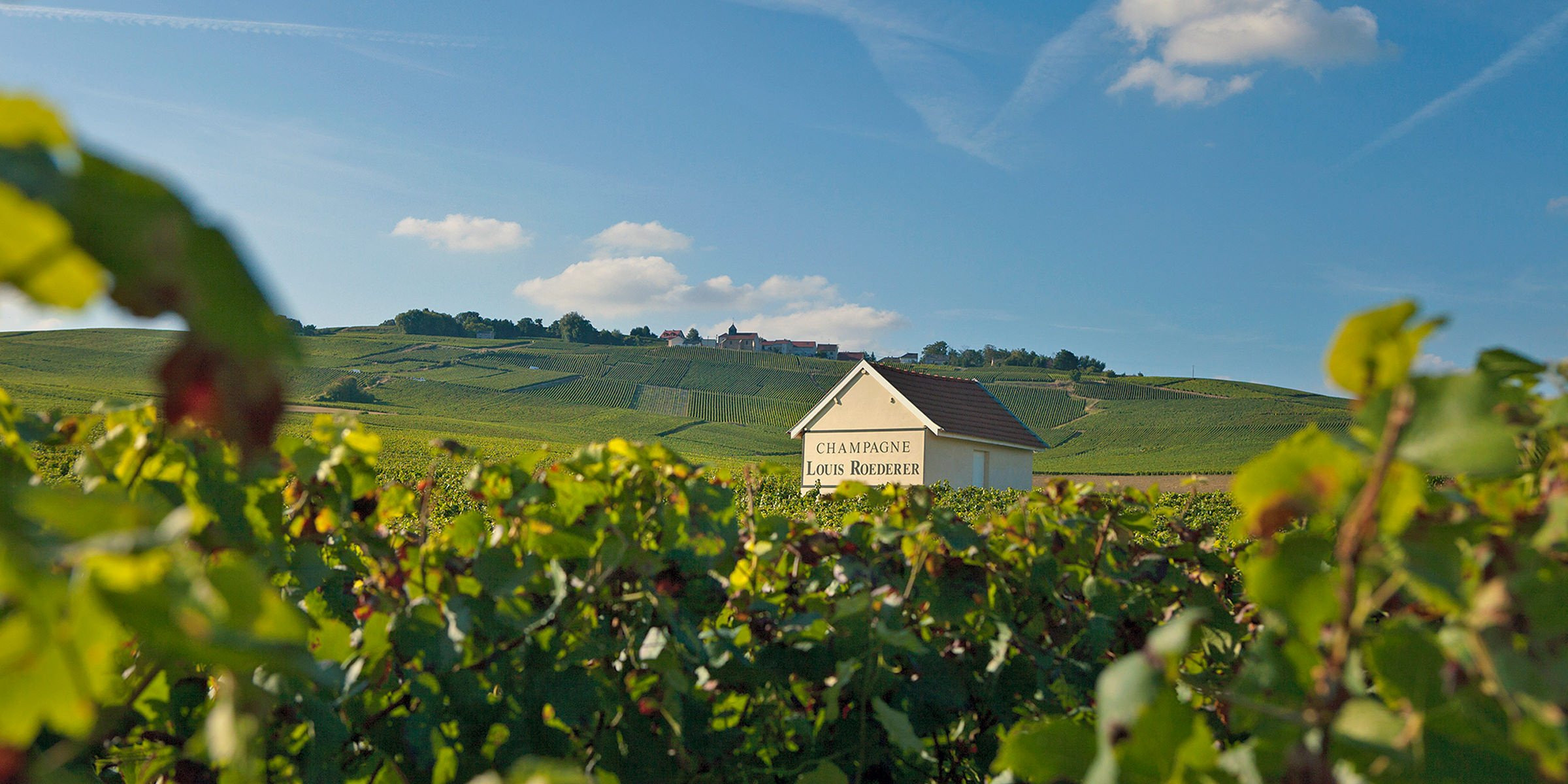 Champagne Louis Roederer vineyard