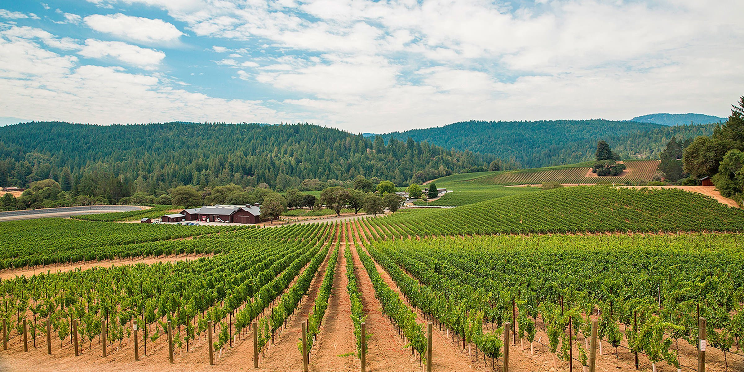 Domaine Anderson, Dach Vineyard
