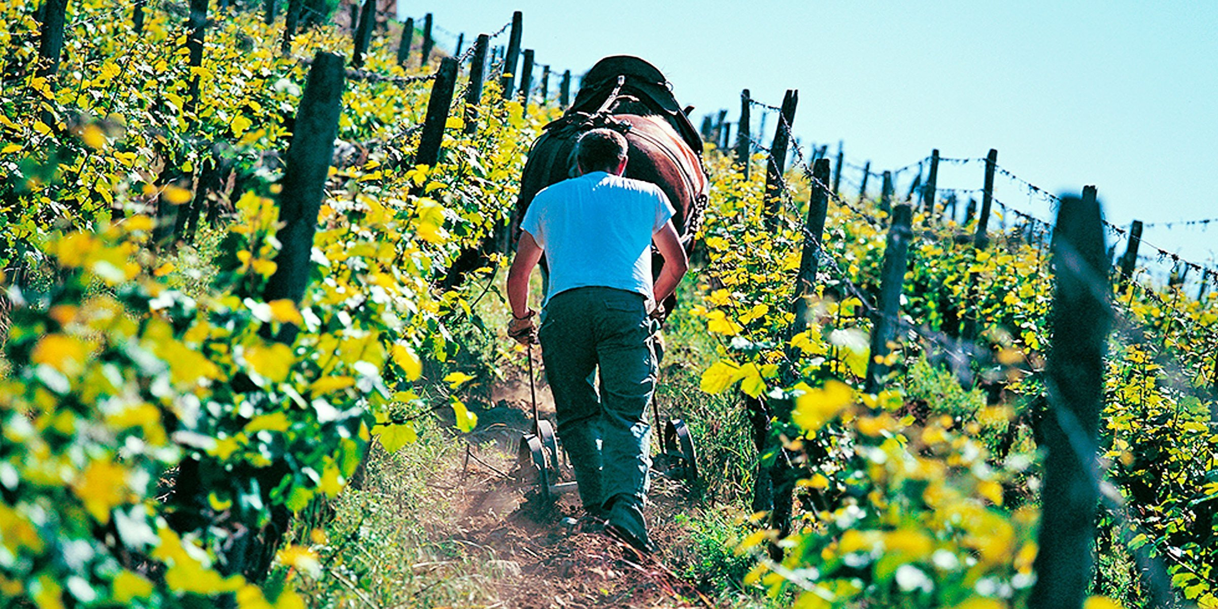 Domaines Schlumberger, Vineyard