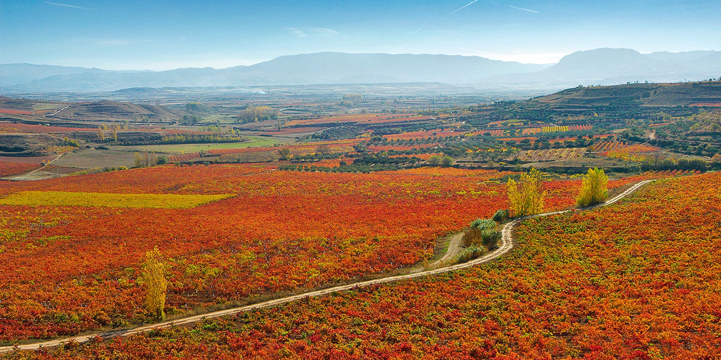 Marqués de Murrieta, Rioja Vineyard