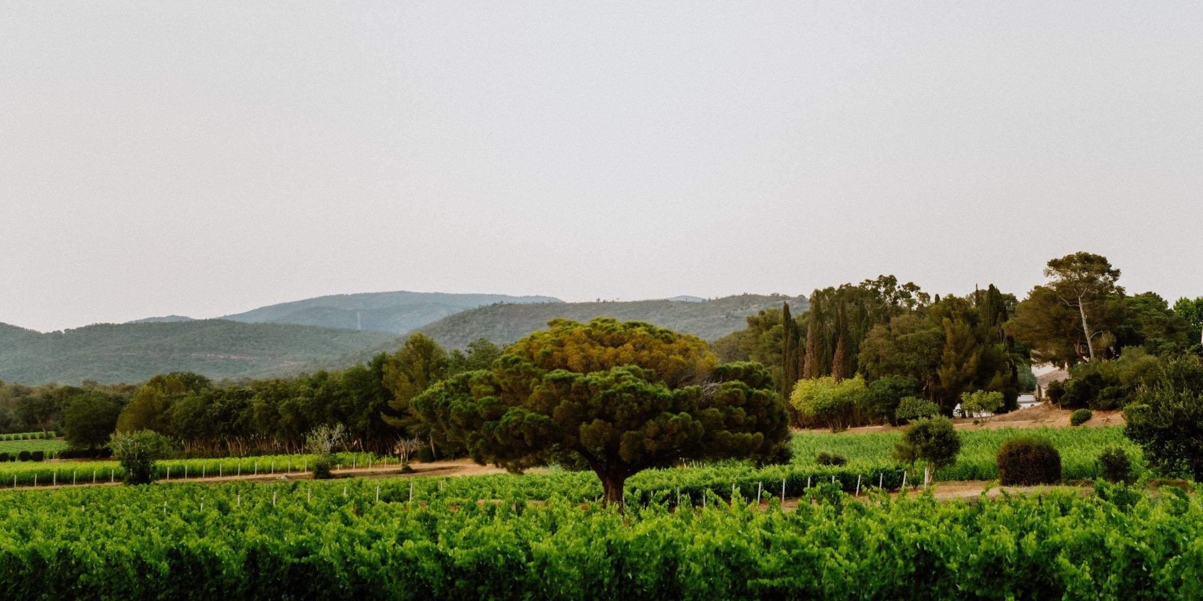 Domaines Ott, Clos Mireille