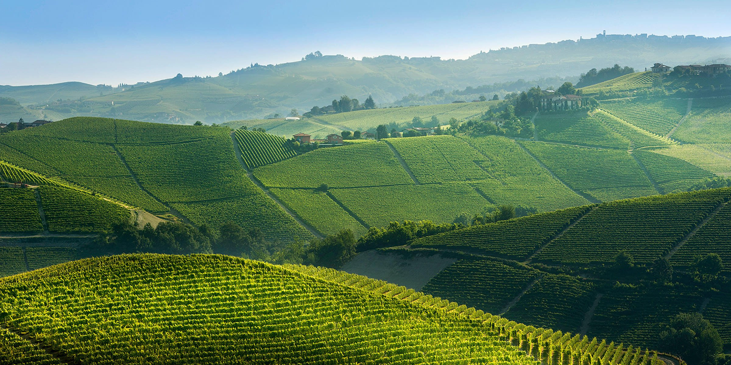 Pio Cesare Ornato Vineyard