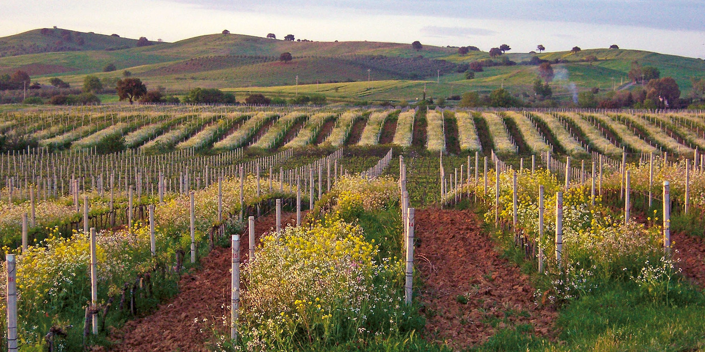 Querciabella Vineyard
