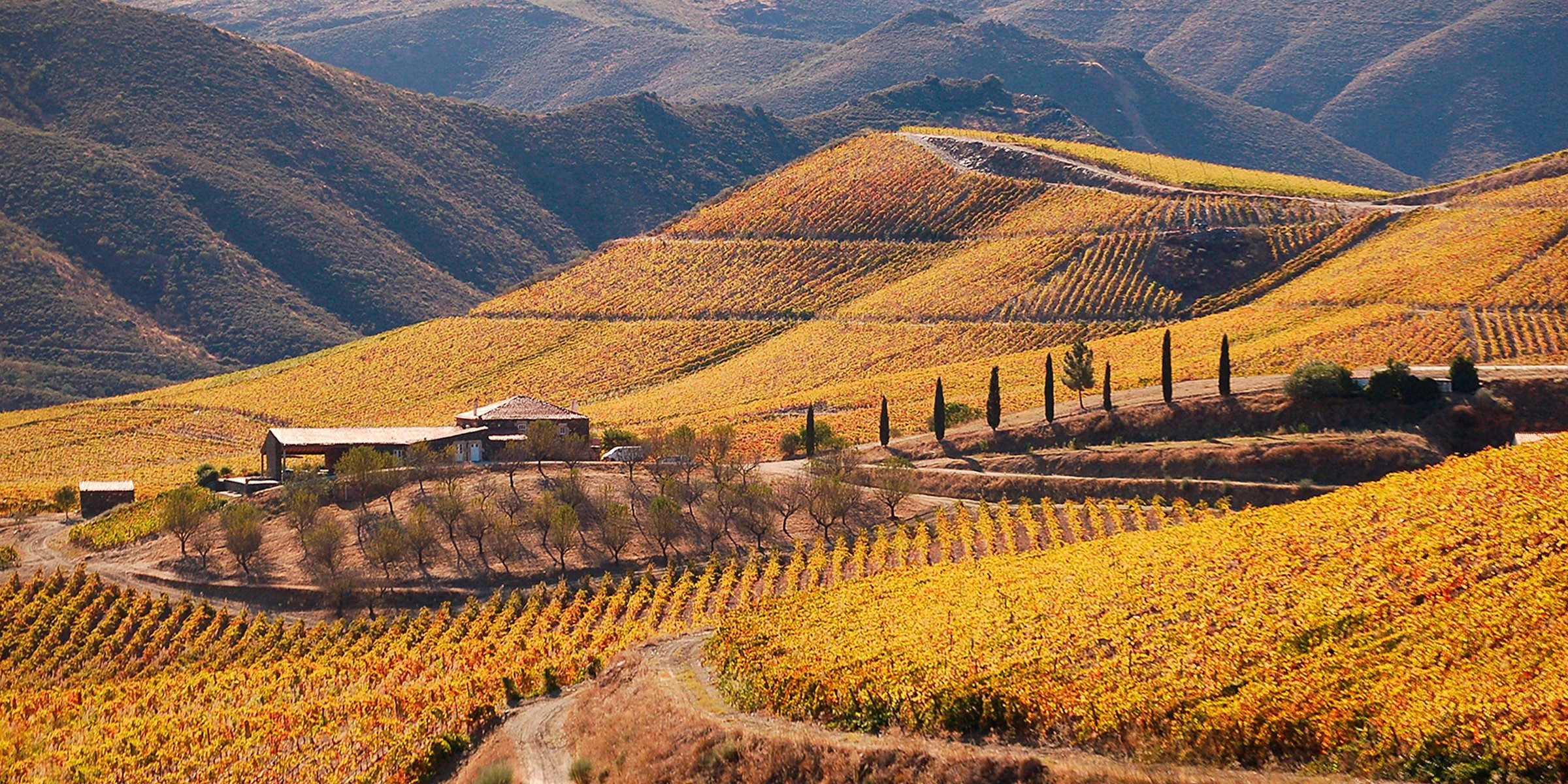 Ramos Pinto Vineyard